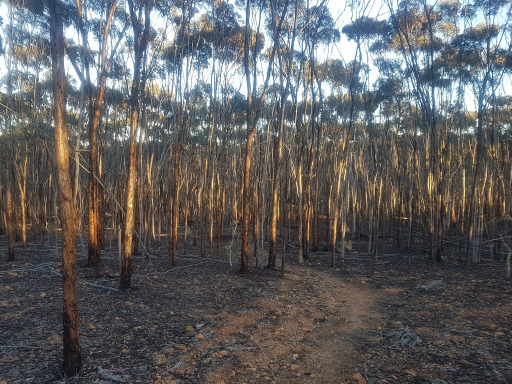 Lol Gray State Forest | Williams WA 6391, Australia