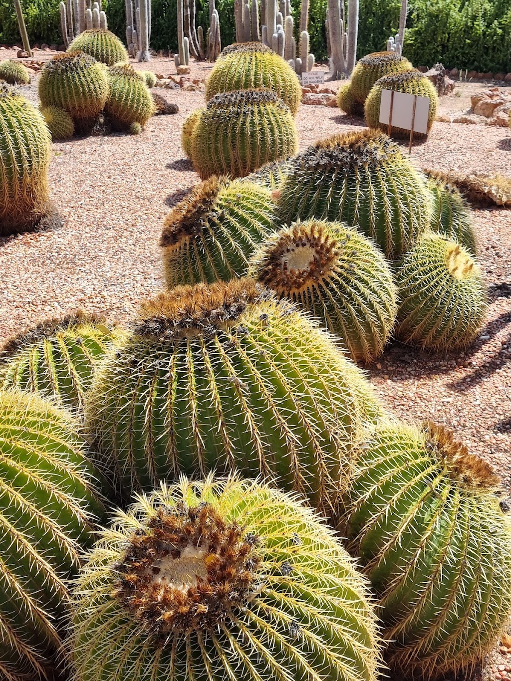 Bevans Cactus Nursery | Lightning Ridge NSW 2834, Australia | Phone: (02) 6829 2778