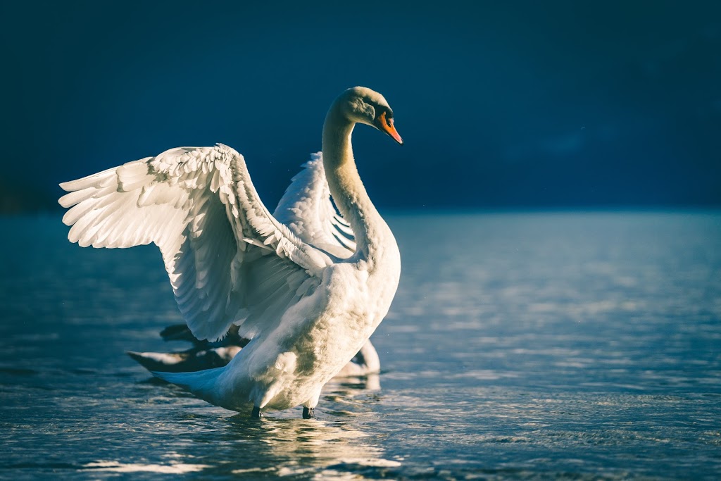 Swan Counselling | health | 30 Lakeside Dr, Peregian Springs QLD 4573, Australia | 0437237112 OR +61 437 237 112