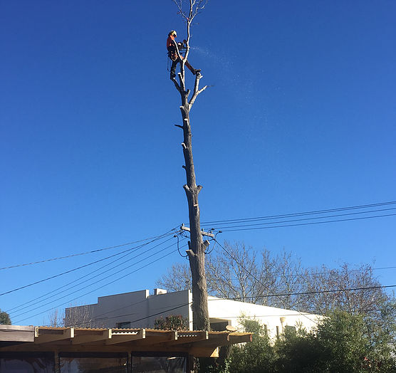 Everscape Tree Services | point of interest | Maribyrnong Ave, Kaleen ACT 2617, Australia | 0401874617 OR +61 401 874 617
