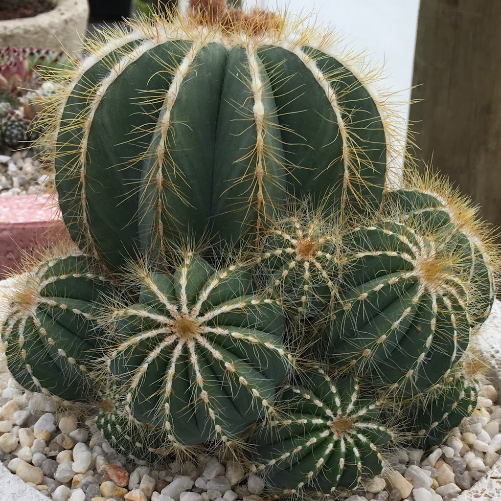 East Gippsland Succulents | Colquhoun Rd, Lakes Entrance VIC 3909, Australia | Phone: 0418 715 748