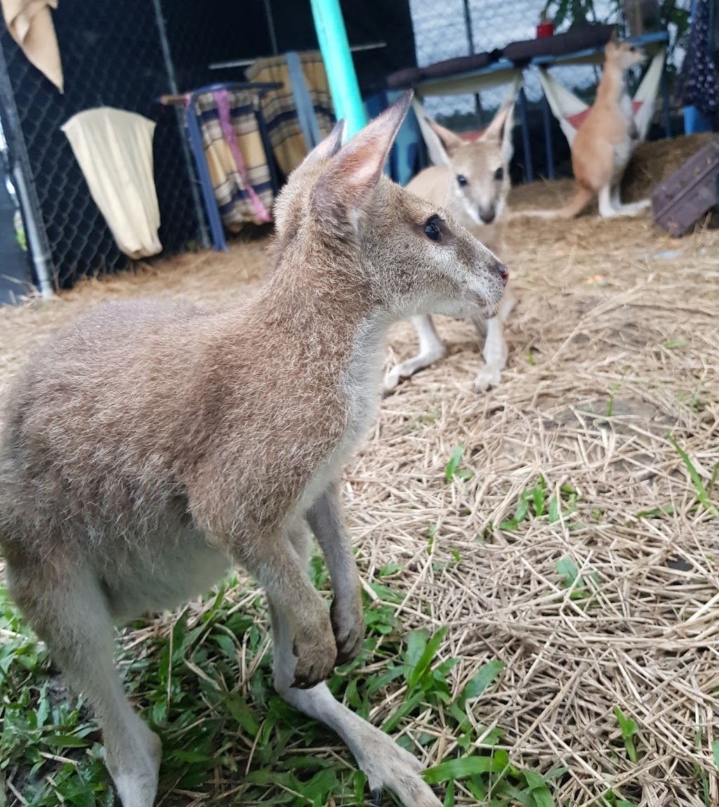 Wild Woman Wildlife Rescue - Cassowary Coast Wildlife Carer | Senko Rd, Silky Oak QLD 4854, Australia | Phone: 0474 205 500