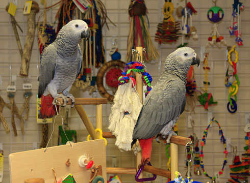 Birdworx | pet store | 1/45 Mountbatten Dr, Dubbo NSW 2830, Australia | 0428639945 OR +61 428 639 945