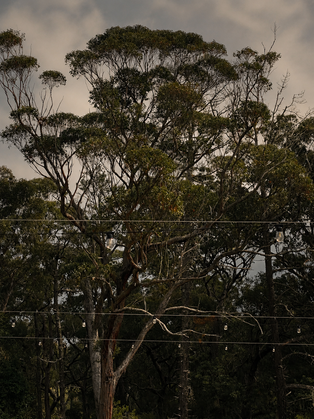 Yorky Waters Weddings & Events | 156 Yorky Waters Rd, Kulnura NSW 2250, Australia | Phone: 0423 908 027