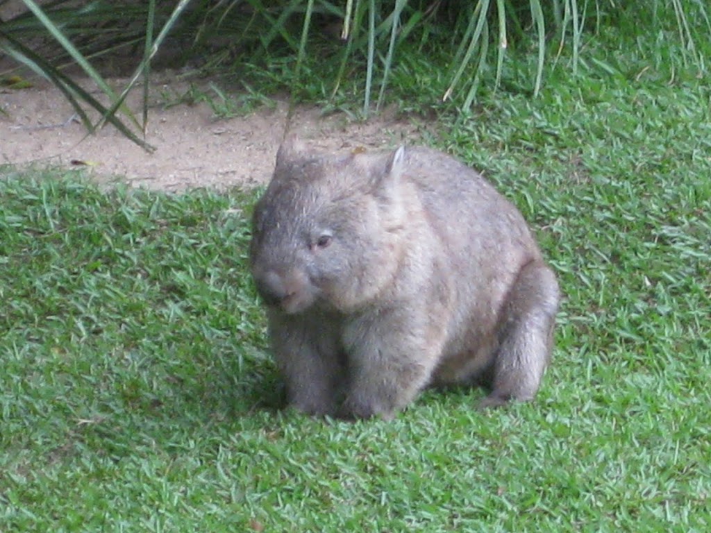 Australia Zoo Wildlife Warriors Worldwide | Steve Irwin Way, Beerwah QLD 4519, Australia | Phone: (07) 5436 2097