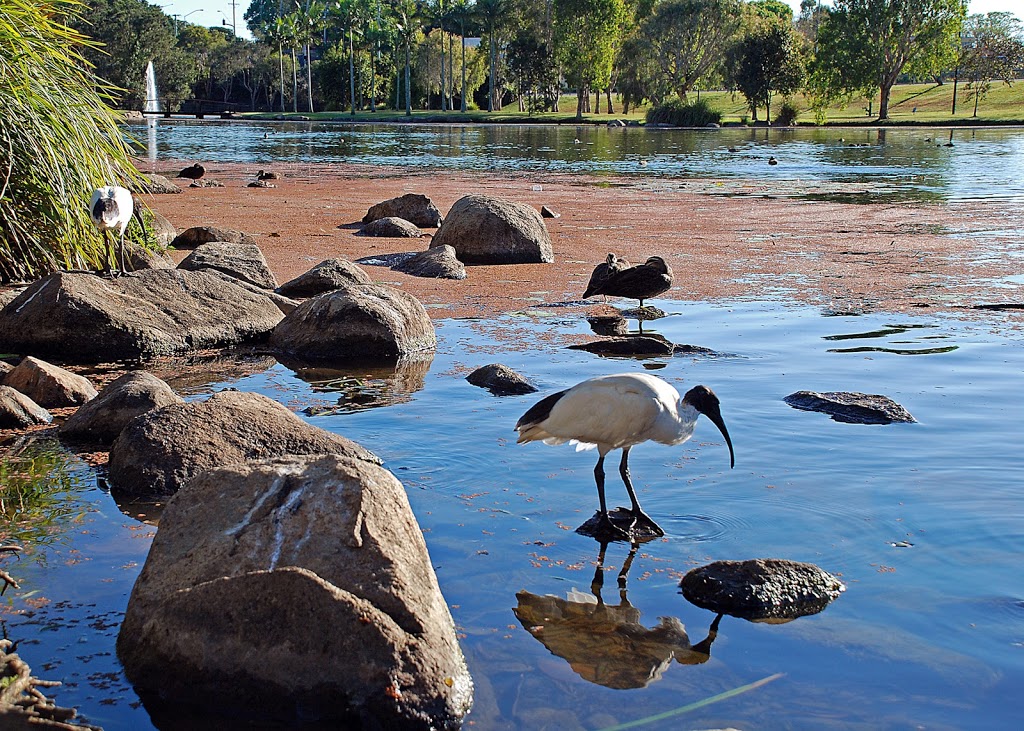 Apex Park - Caboolture | Centenary Lakes, Morayfield Rd, Caboolture QLD 4510, Australia
