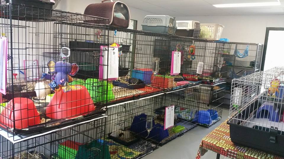 Noahs Ark Pet Resort | store | 22 Healy Court, Ormeau, Gold Coast QLD 4208, Australia | 0755491792 OR +61 7 5549 1792