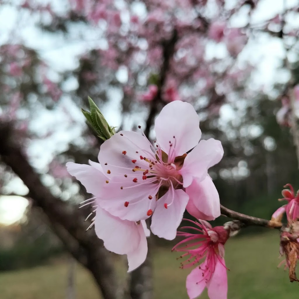 Garden of Eden Australia | Boree Valley Rd, Laguna NSW 2325, Australia | Phone: 0428 220 054