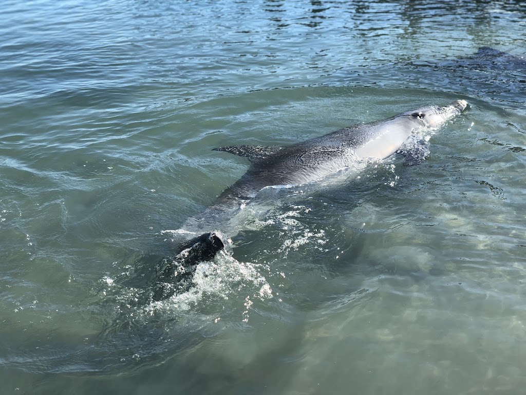 Wildsights Cruises | Jetty WA 6537, Australia | Phone: (08) 9948 1481