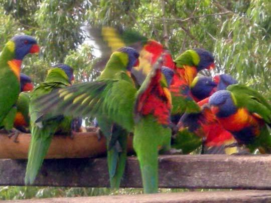 Tamborine Mountain Bed & Breakfast | 19-23 Witherby Crescent, Tamborine Mountain QLD 4272, Australia | Phone: (07) 5545 3595