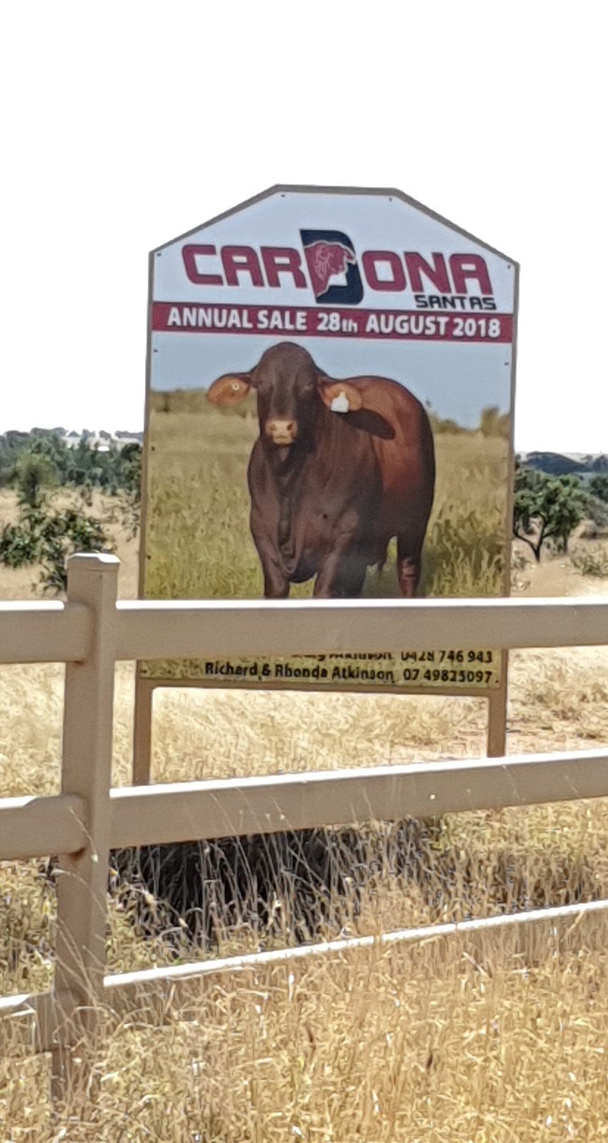 Cardona Santa Stud. | Blackwater QLD 4717, Australia | Phone: (07) 4982 5097