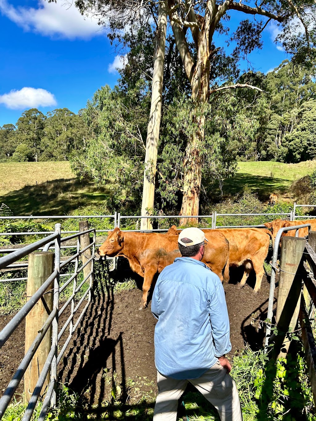 Otway Felix Limousin Stud | 165 Whytcross Ln, Birregurra VIC 3242, Australia | Phone: 0438 289 119