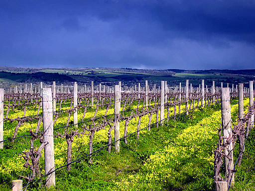 Mclaren Vale Wine Tours | 120 Sand Rd, McLaren Vale SA 5171, Australia | Phone: 0401 728 804