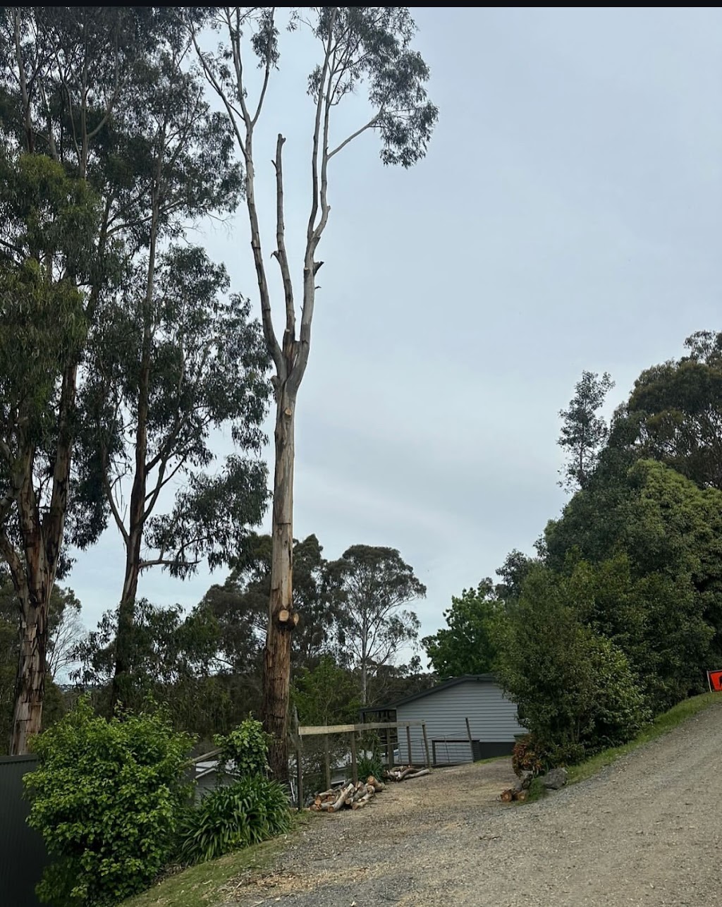 Coopers Trees | Main St, Gembrook VIC 3783, Australia | Phone: 0488 059 902