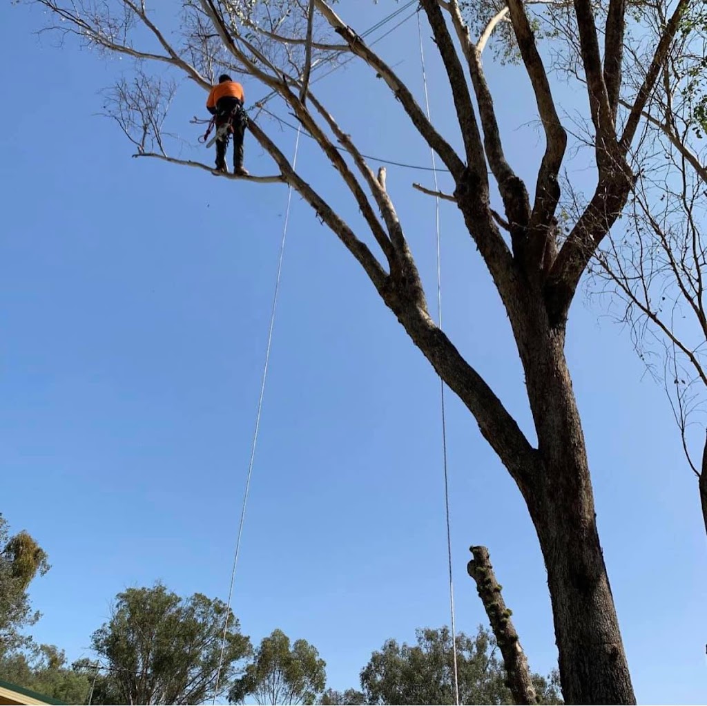 Tree Techniques | Wodonga Station Rd, Wodonga VIC 3690, Australia | Phone: (02) 6105 9089