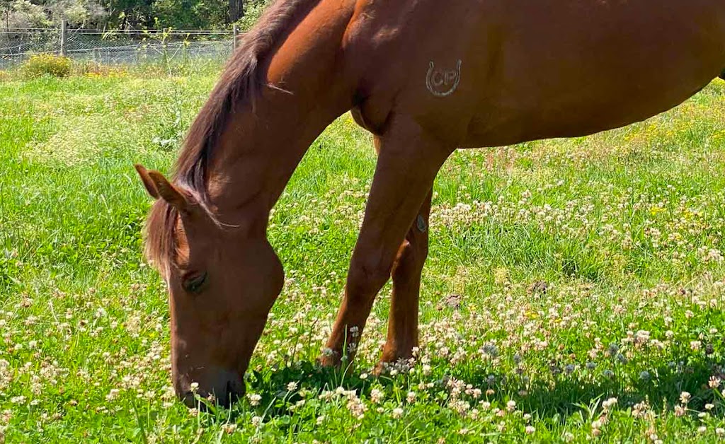 Seen and Herd Equine Assisted Therapy | 74 Hunts Rd, Kulnura NSW 2250, Australia | Phone: 0413 369 507
