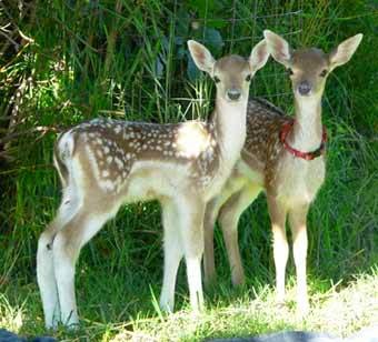 Trigfry Goat Stud | Mudgee NSW 2850, Australia | Phone: (02) 6372 6610