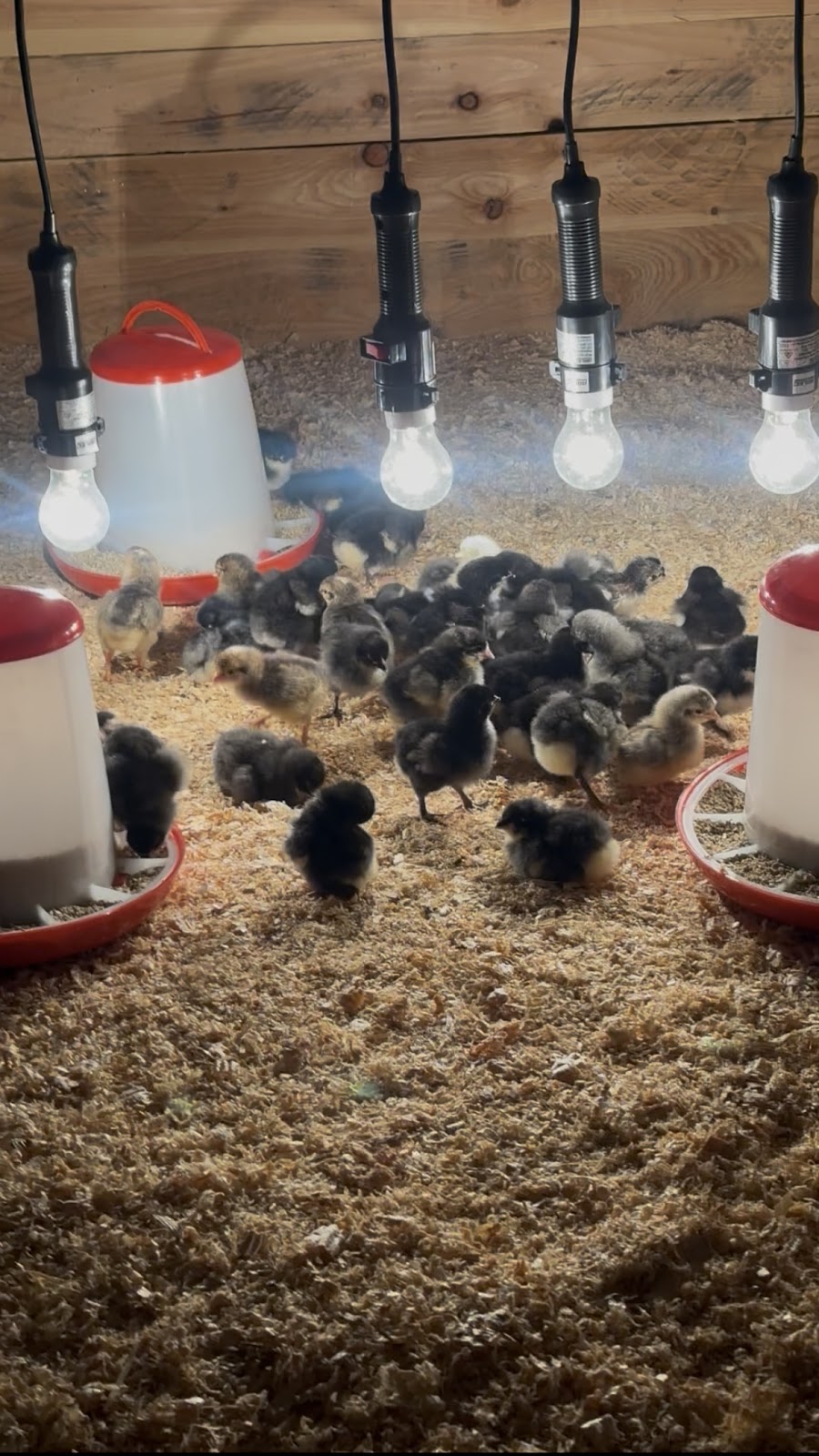 Country chicken | 125b Whitaker Rd, Rossmore NSW 2557, Australia | Phone: 0470 223 878