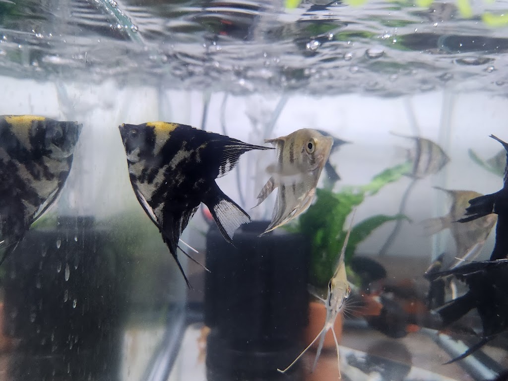 Fins N Feathers | 142 Edmond St, Marburg QLD 4346, Australia | Phone: 0477 722 570