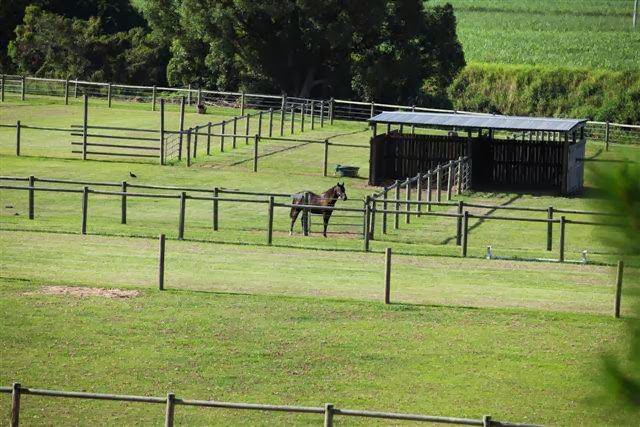 Tweed Valley Equine Centre |  | 76 Dulguigan Rd, Dulguigan NSW 2484, Australia | 0410480383 OR +61 410 480 383