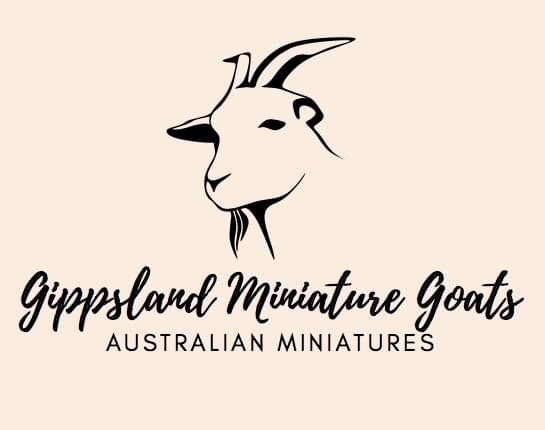 Gippsland Miniature Goats | food | Longwarry-Drouin Rd, Longwarry VIC 3816, Australia | 0447215412 OR +61 447 215 412