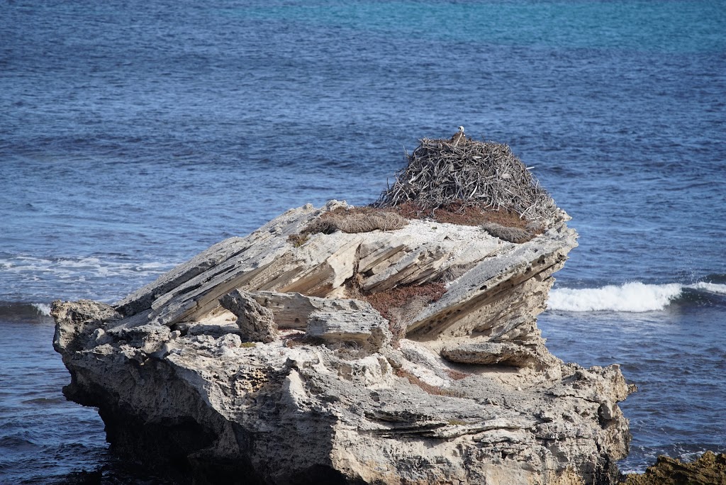 Eastern Osprey Nest | Parker Point Rd, Rottnest Island WA 6161, Australia