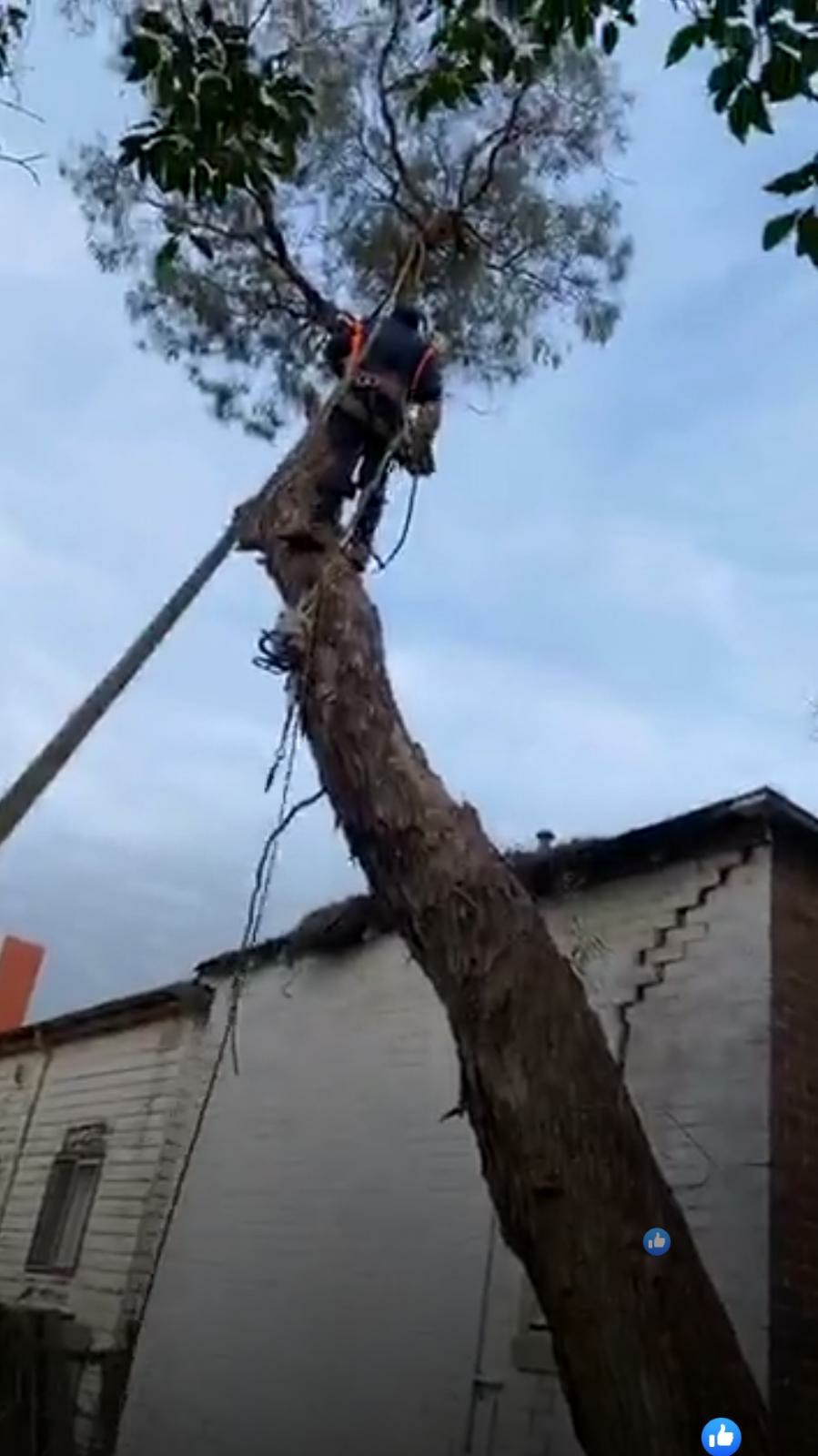 Mtr tree lopping and garden care | general contractor | 10 Frederick Ave, Granville NSW 2142, Australia | 0406777818 OR +61 406 777 818
