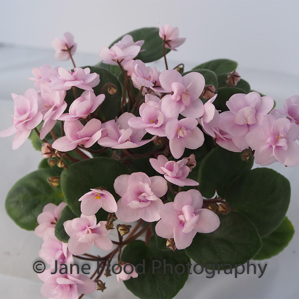 Janes African Violets | 18 Homestead Dr, Wauchope NSW 2446, Australia | Phone: (02) 6585 2683