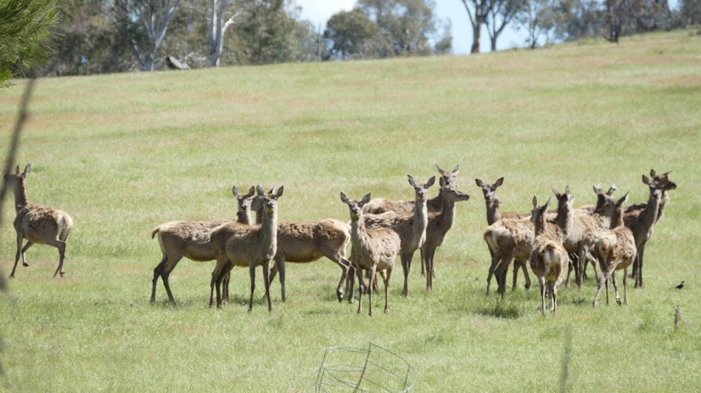 Gooda Creek Mushrooms |  | 29 Gooda Creek Rd, Murrumbateman NSW 2582, Australia | 0262268181 OR +61 2 6226 8181