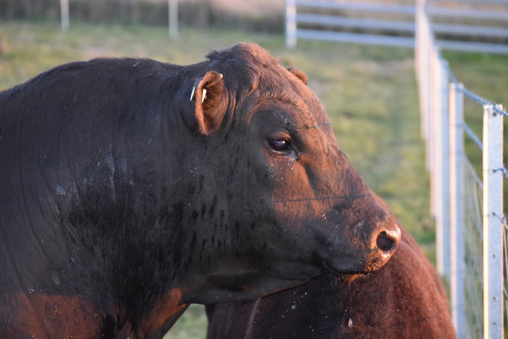 Rosemount Pastoral Newbridge | 137 Bundaleer Rd, Newbridge NSW 2795, Australia | Phone: 0429 900 882
