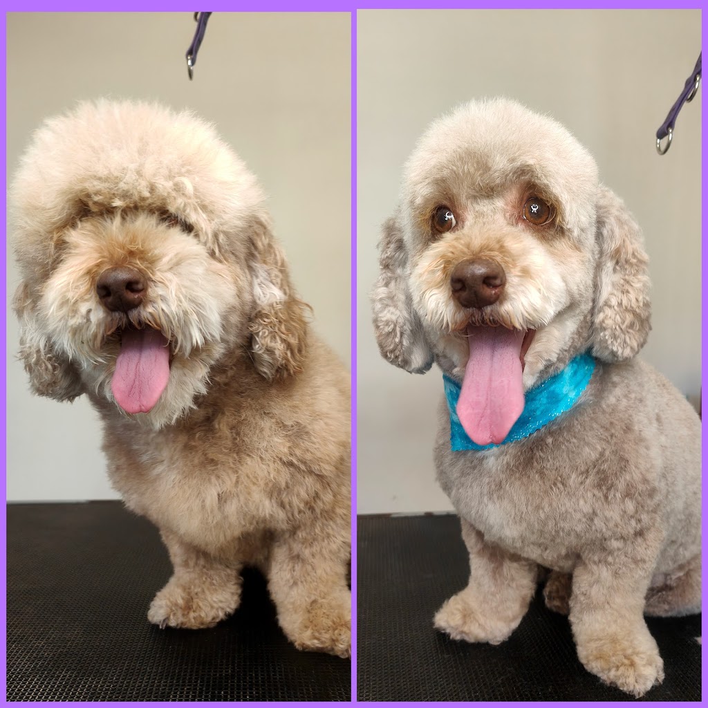 Pawsome pooches grooming service | 123 Pacific St, Corindi Beach NSW 2456, Australia | Phone: 0428 938 459