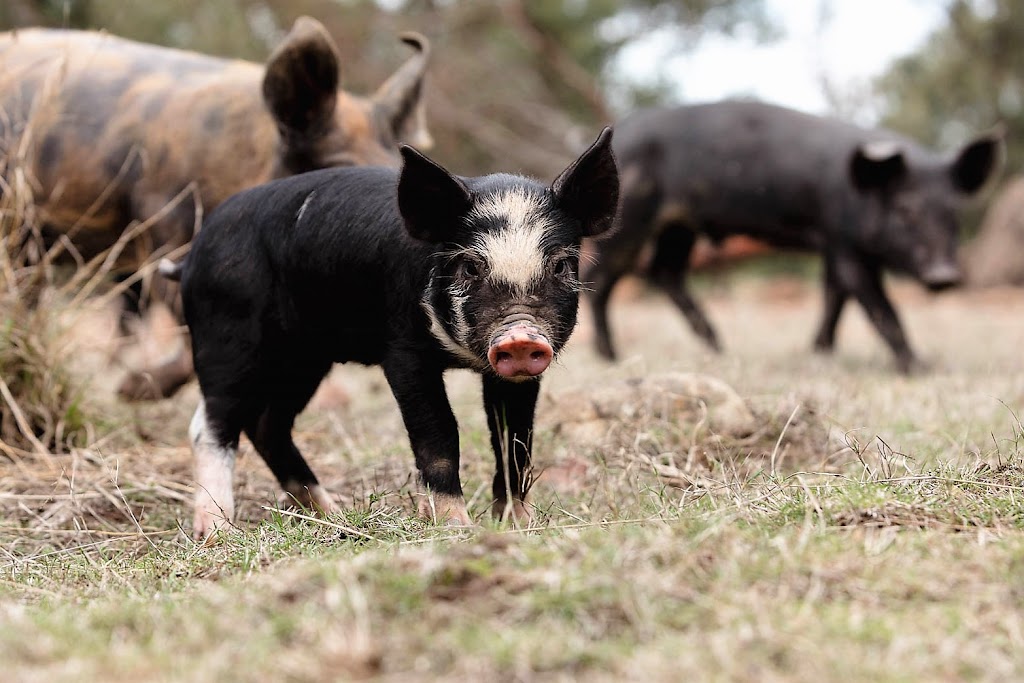 Long Name Farm Free-Range Pork | 10560 Tasman Hwy, Little Swanport TAS 7190, Australia | Phone: 0459 080 201