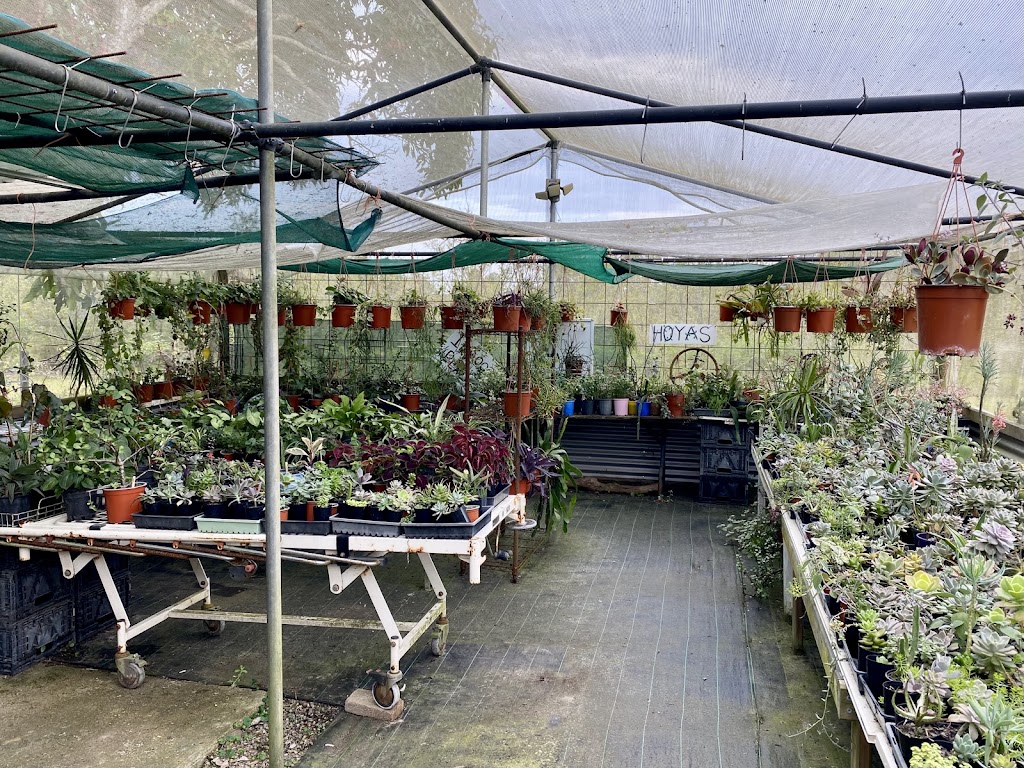 Issies Succulents | 2340 Old Gympie Rd, Glass House Mountains QLD 4518, Australia | Phone: 0408 451 654