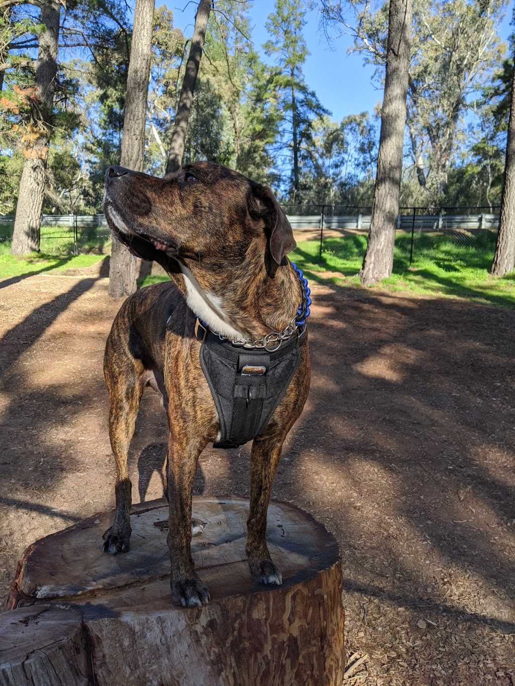 Williamstown Dog Park | park | 15 Springton Rd, Williamstown SA 5351, Australia