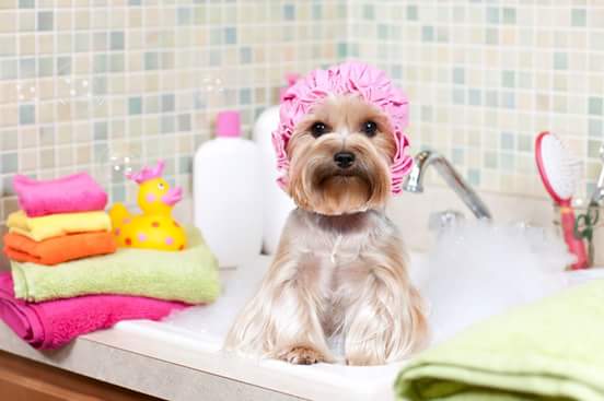 Cillas Pet Grooming |  | Alice Rd, Mount Helena WA 6082, Australia | 0409084540 OR +61 409 084 540