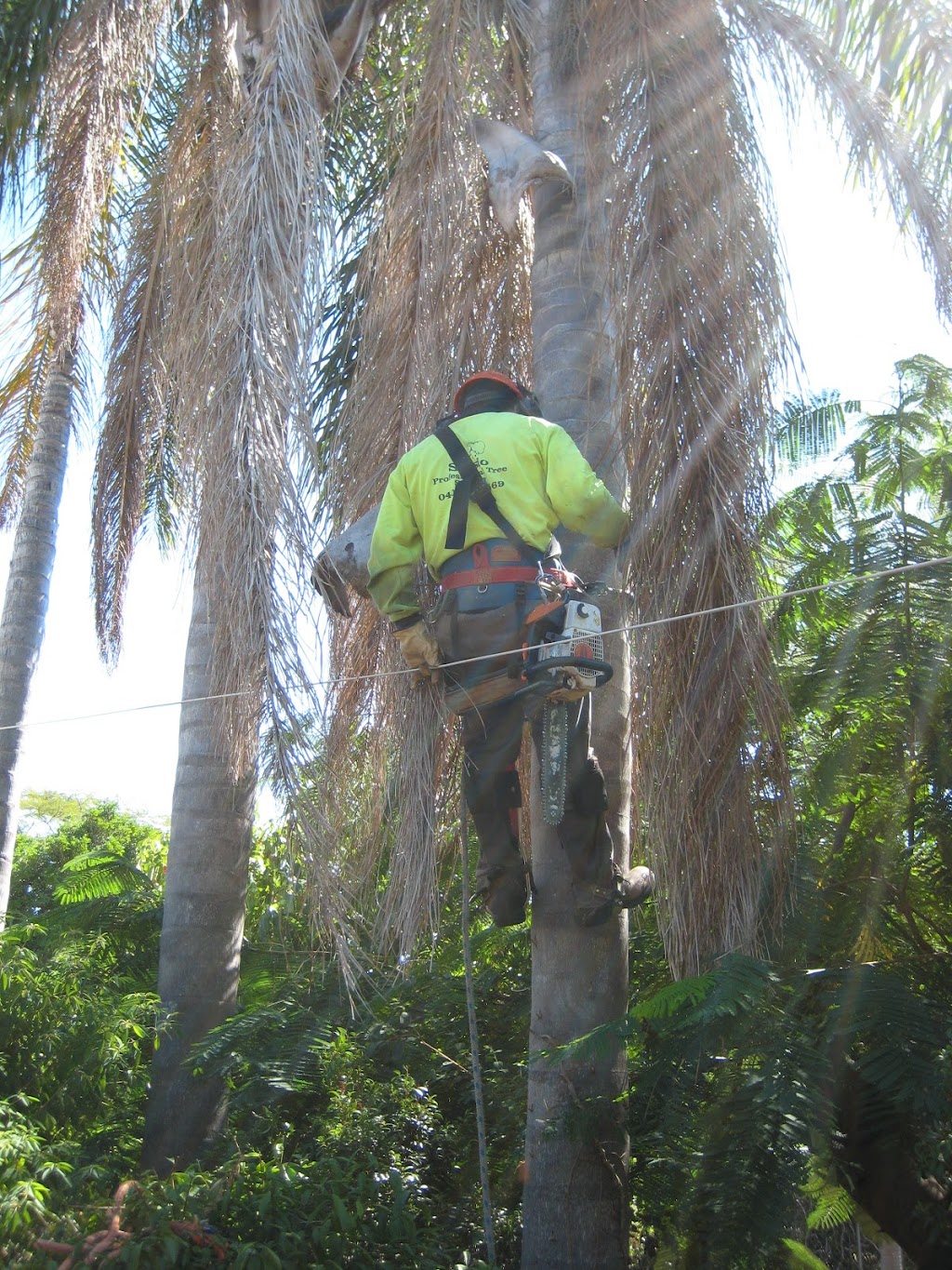 Dazzas Tree Services | East, 3 Belbin St, Goodna QLD 4300, Australia | Phone: 0421 697 189