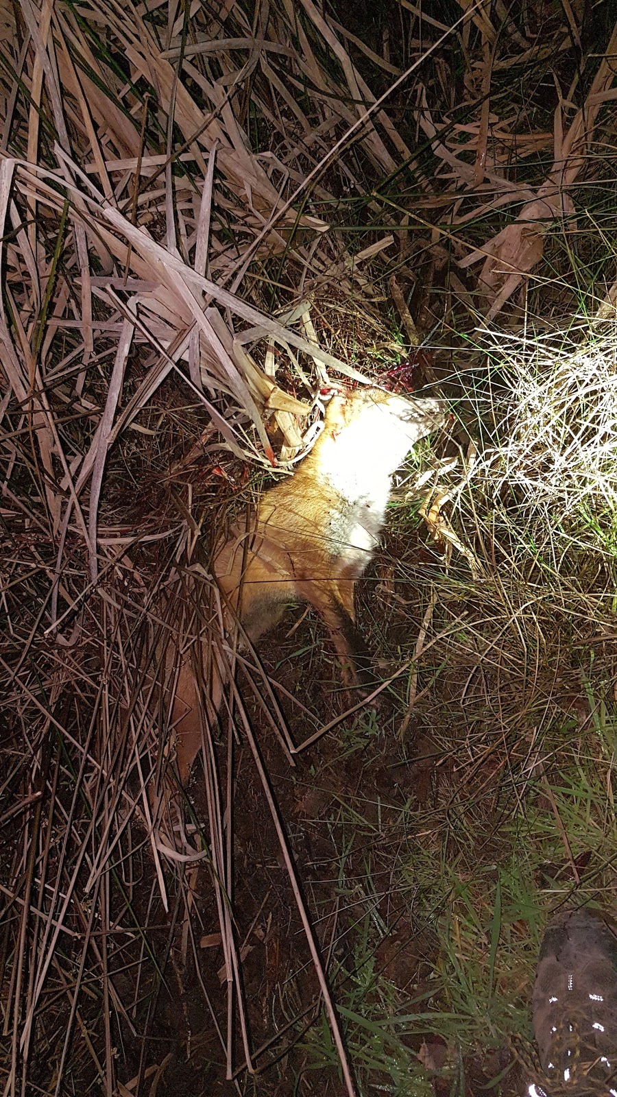 Rabbit and Fox Gone | 37 The Crescent, Tyabb VIC 3913, Australia | Phone: 0412 988 334