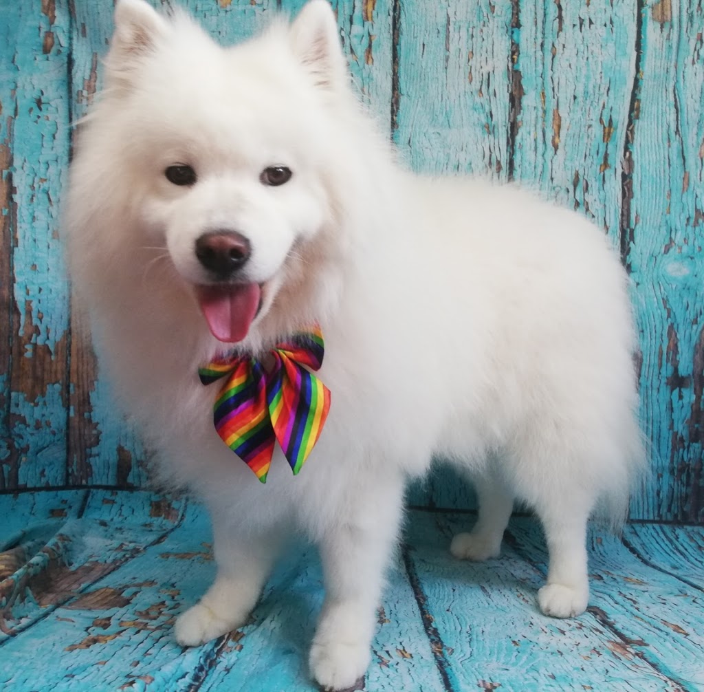 Lifetime Dog Grooming | 5 Terra Firma Cct, Clyde North VIC 3978, Australia | Phone: 0405 957 748