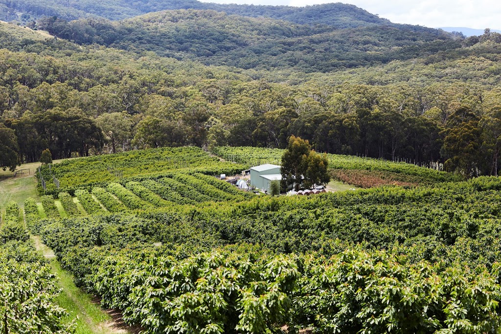 Yarra Valley Cherries | 585 Victoria Rd, Seville VIC 3139, Australia | Phone: (03) 5964 4685