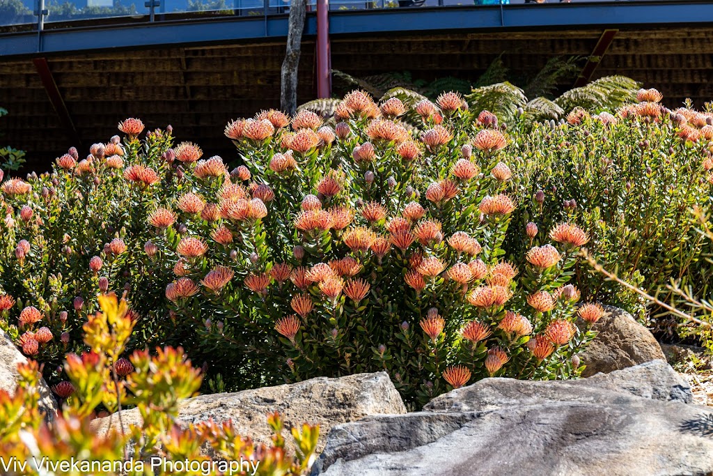 Australian Botanic Garden Mount Annan parkrun | Mount Annan NSW 2567, Australia | Phone: (02) 4631 4200