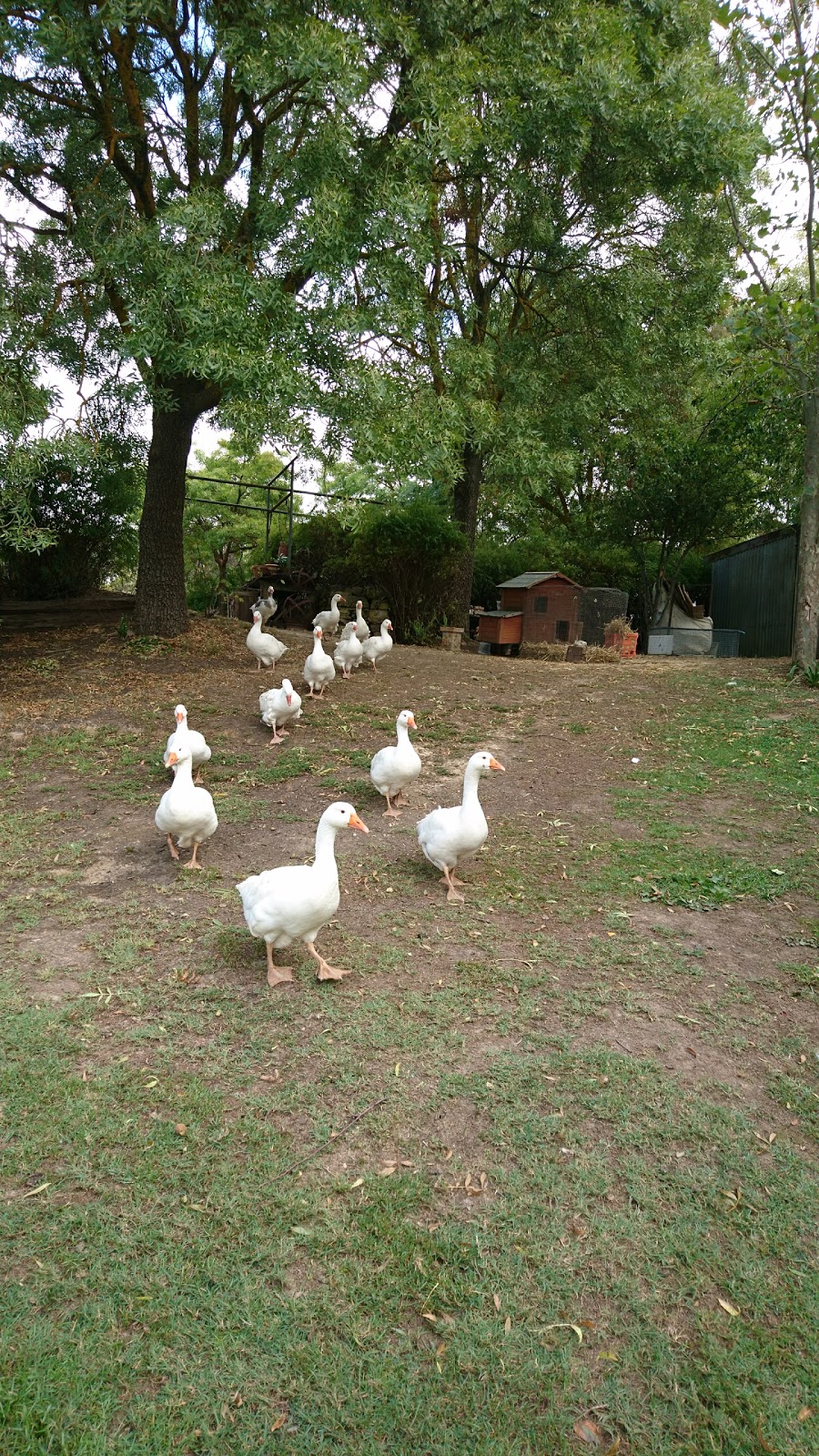 Lavandula Swiss Italian Farm | 350 Hepburn-Newstead Rd, Shepherds Flat VIC 3461, Australia | Phone: (03) 5476 4393