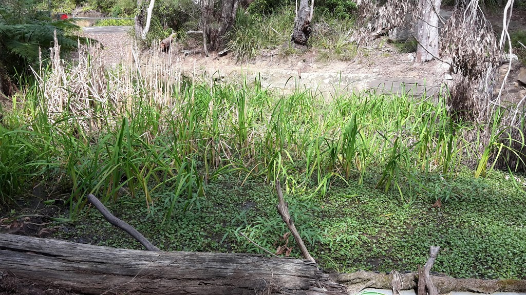 Weed Bowl Heteranthera Reniformis | park | 141 Coonanbarra Rd, Wahroonga NSW 2076, Australia