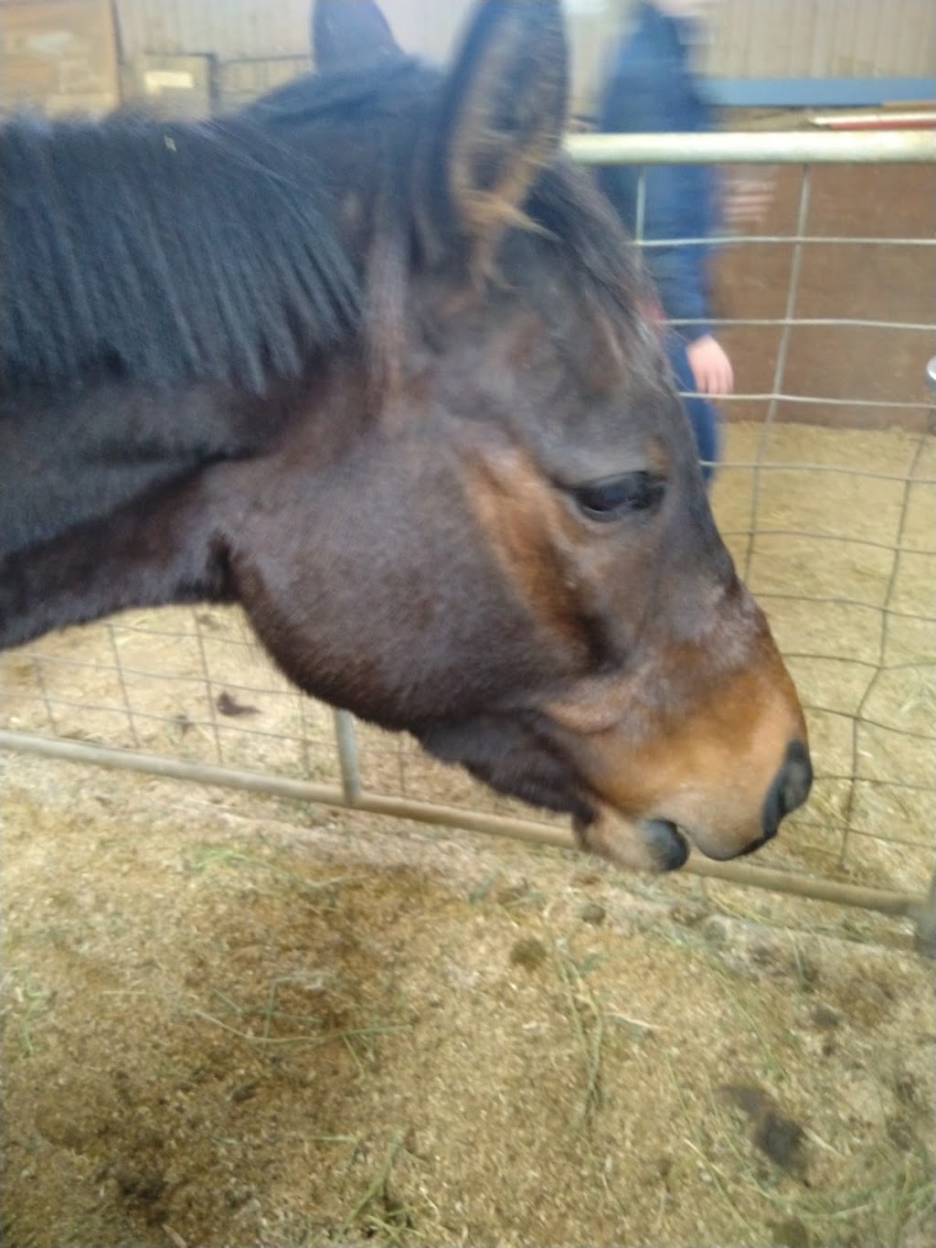 Stromlo Equestrian Centre | 912 Cotter Rd, Canberra ACT 2611, Australia | Phone: (02) 6288 1600