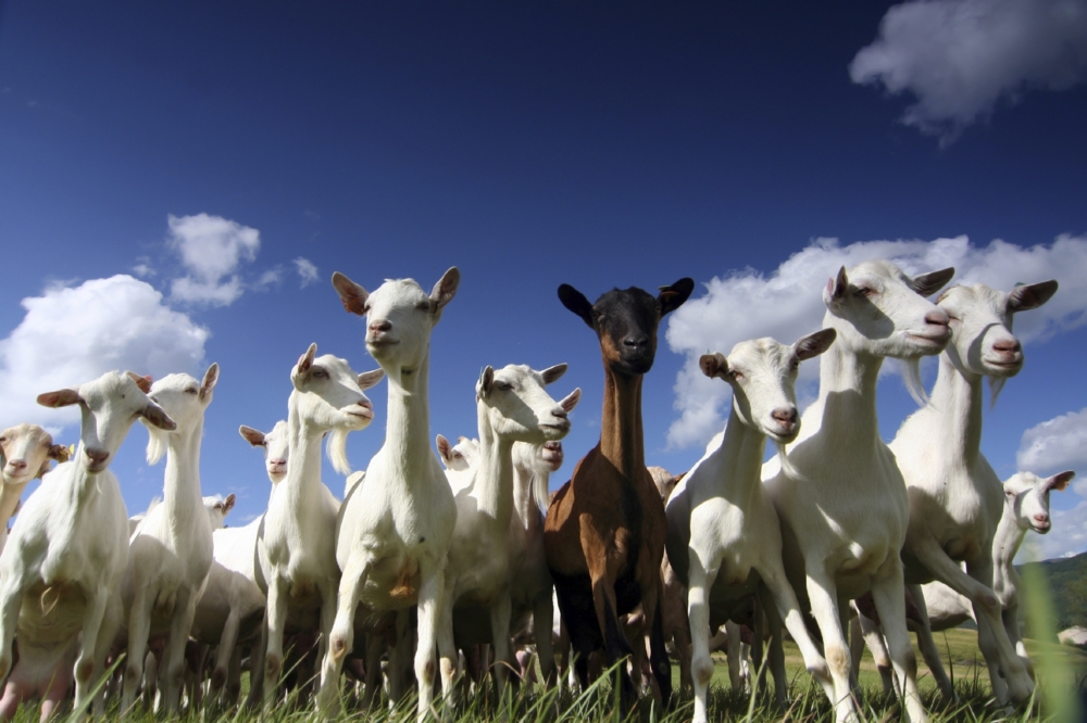 Murrays Mountain Goats | 8 St Helens Rd, Mitchelton QLD 4053, Australia | Phone: 0403 388 809