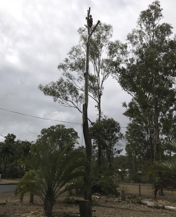 Bundy & Bargara Tree Service | 25 Faggs Rd, Gooburrum QLD 4670, Australia | Phone: 0437 659 528