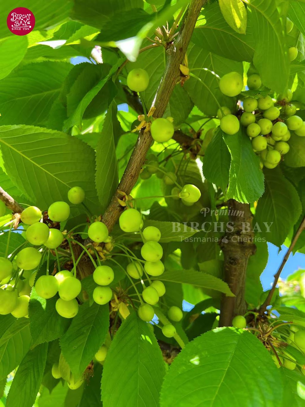 Tasmania Birchs Bay Cherries | 3644 Channel Hwy, Birchs Bay TAS 7162, Australia | Phone: (03) 6267 7028