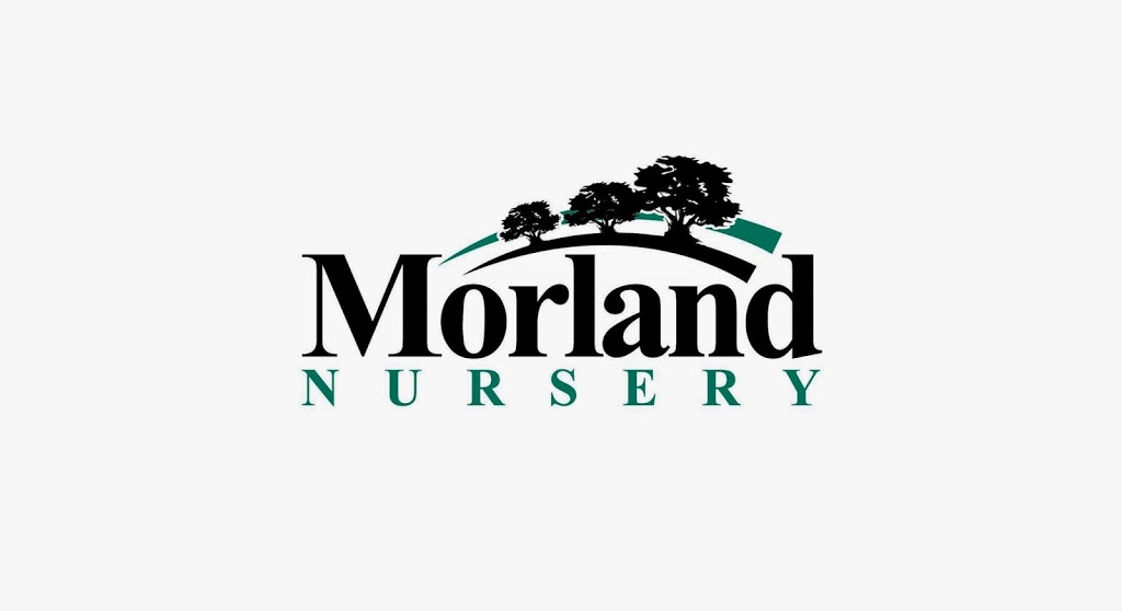 Morland Nursery | 761 Tamborine Oxenford Rd, Upper Coomera QLD 4209, Australia | Phone: 0420 307 607