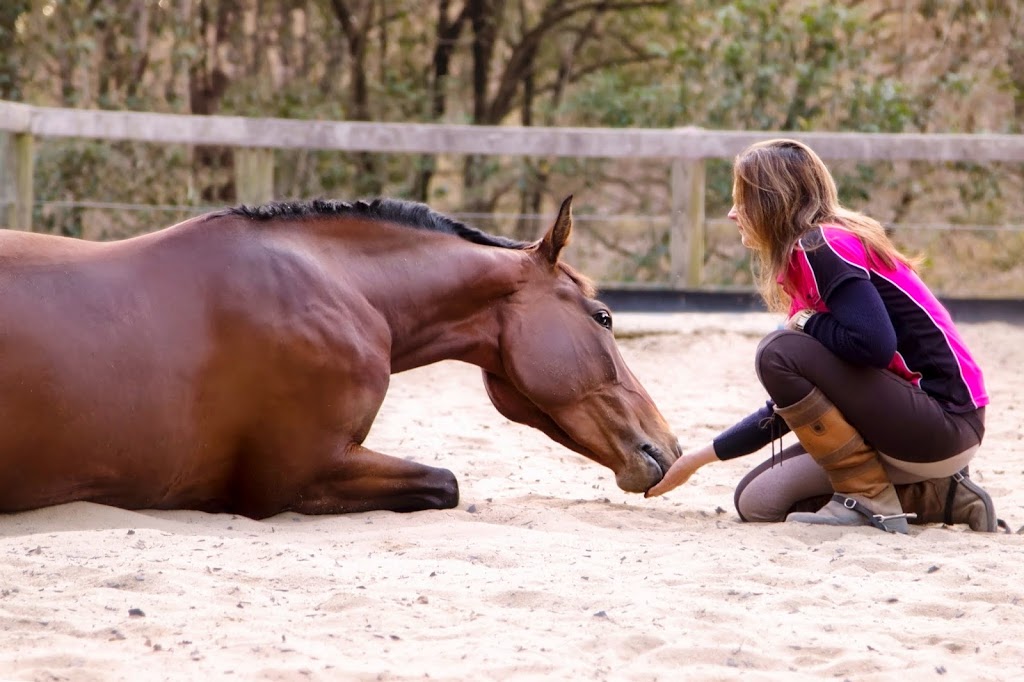 Horse Riding Hub - Beginner Horse Rider Education Specialist | 99 Aylesham Dr, Bonogin QLD 4213, Australia | Phone: (07) 5667 7468