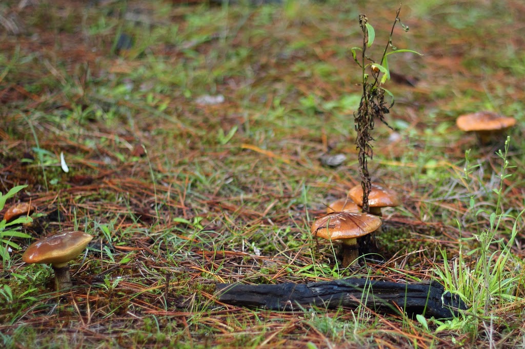 Belanglo State Forest | Belanglo NSW 2577, Australia