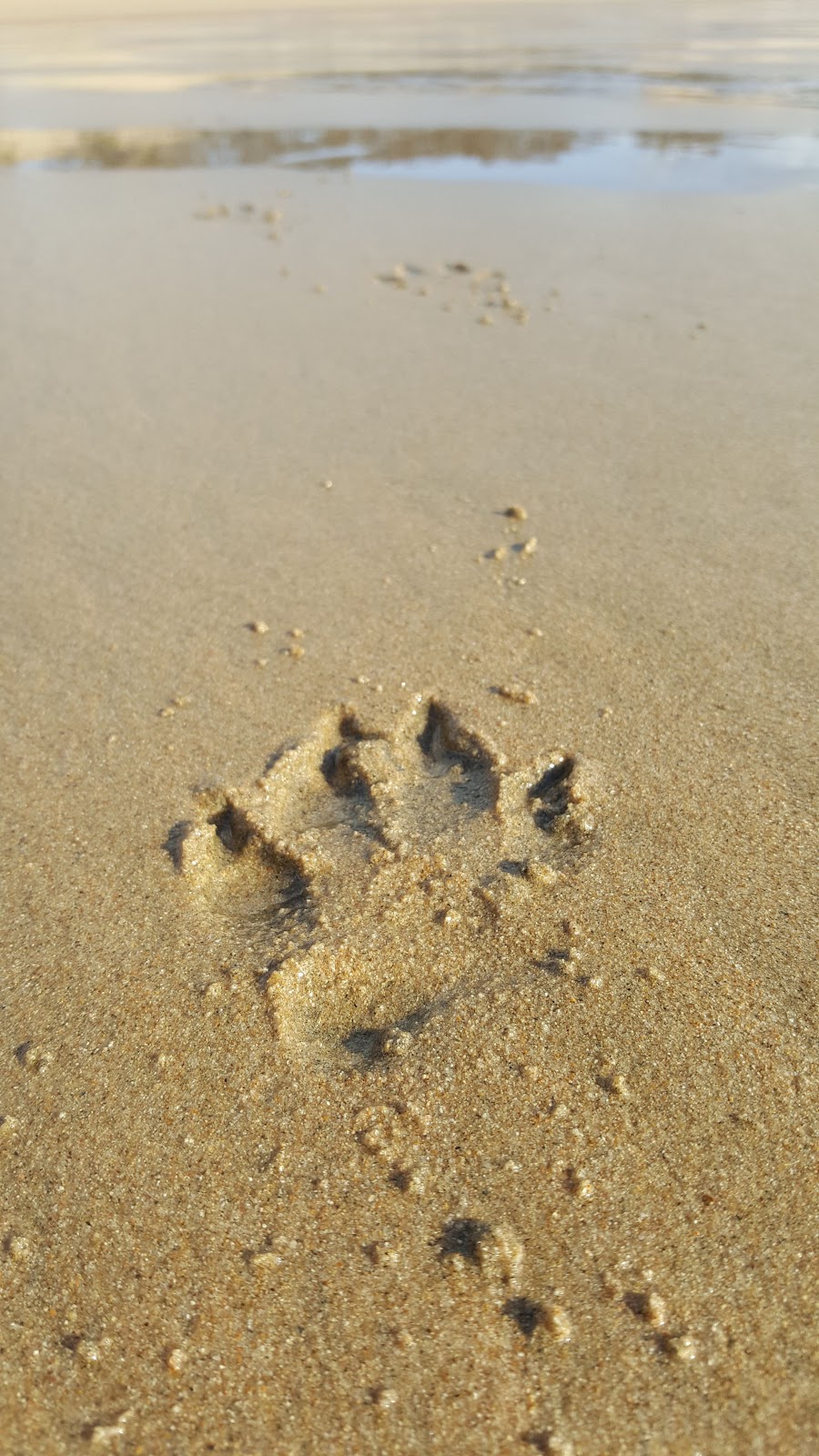 Turtle Watching | Slade Point QLD 4740, Australia | Phone: (07) 4954 9613